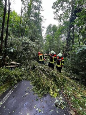 Foto des Albums: Technische Hilfe Klein - Baum auf Straße 07/23