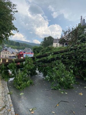 Foto des Albums: Technische Hilfe Klein - Baum in Freileitung Bösewetterweg 08/23