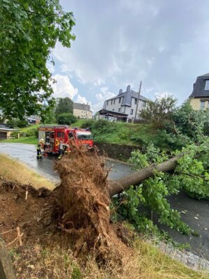 Foto des Albums: Technische Hilfe Klein - Baum in Freileitung Bösewetterweg 08/23