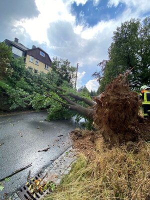 Foto des Albums: Technische Hilfe Klein - Baum in Freileitung Bösewetterweg 08/23