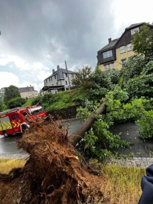 Foto des Albums: Technische Hilfe Klein - Baum in Freileitung Bösewetterweg 08/23