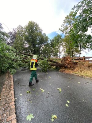 Foto des Albums: Technische Hilfe Klein - Baum in Freileitung Bösewetterweg 08/23