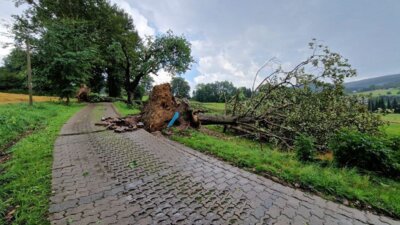 Foto des Albums: Technische Hilfe Klein - Baum auf Straße Schwarzenberger Straße 08/23