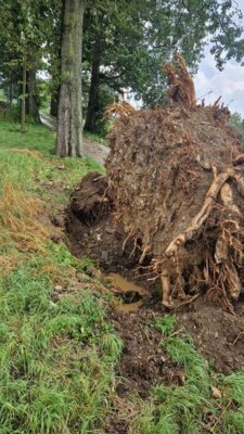 Foto des Albums: Technische Hilfe Klein - Baum auf Straße Schwarzenberger Straße 08/23
