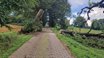Foto des Albums: Technische Hilfe Klein - Baum auf Straße Schwarzenberger Straße 08/23