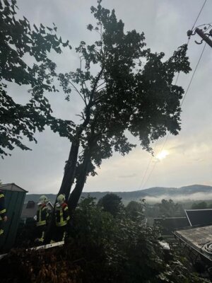 Foto des Albums: Technische Hilfe Klein - Baum droht umzukippen - Gartenanlage 08/23