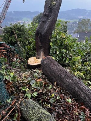 Foto des Albums: Technische Hilfe Klein - Baum droht umzukippen - Gartenanlage 08/23