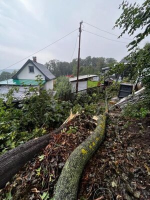 Foto des Albums: Technische Hilfe Klein - Baum droht umzukippen - Gartenanlage 08/23