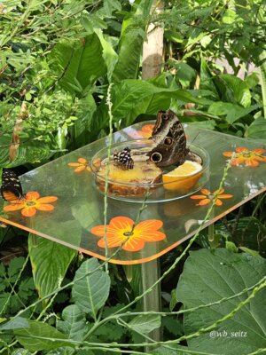 Foto des Albums: Mannheim BUGA