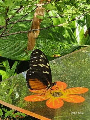 Foto des Albums: Mannheim BUGA