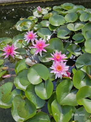 Foto des Albums: Mannheim BUGA