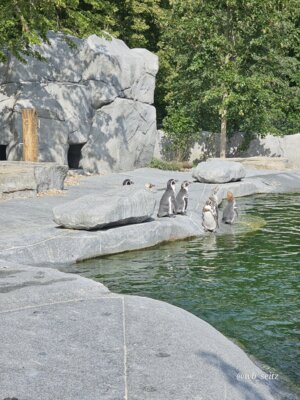 Foto des Albums: Mannheim BUGA