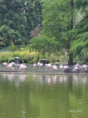 Foto des Albums: Mannheim BUGA