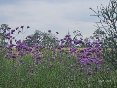 Foto des Albums: Mannheim BUGA