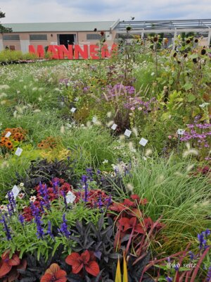 Foto des Albums: Mannheim BUGA