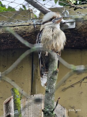 Foto des Albums: Mannheim BUGA