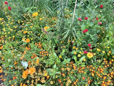 Foto des Albums: Landesgartenschau Bad Gandersheim