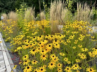 Foto des Albums: Landesgartenschau Bad Gandersheim