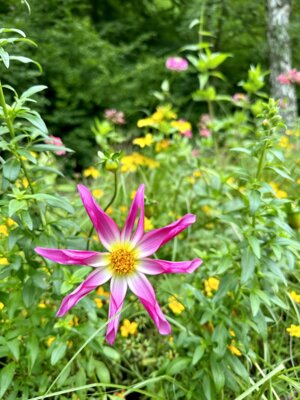 Foto des Albums: Landesgartenschau Bad Gandersheim
