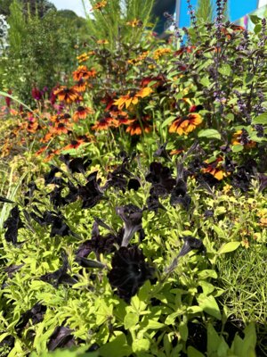 Foto des Albums: Landesgartenschau Bad Gandersheim
