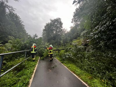 Foto des Albums: Technische Hilfe Klein - Baum auf Straße 08/23