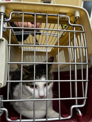 Foto des Albums: Technische Hilfe Klein - Tierrettung 10/23