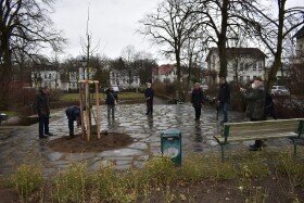 Foto des Albums: Linden - und Rosenpflanzung unter Coronabedingungen anläßlich 100 Jahre Heimatbund Parchim.