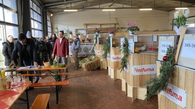 Foto des Albums: 65. Kreisschau des Kreisverband Isar/Vils in Reisbach