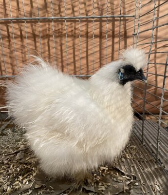 h&uuml;bsches Zwergseidenhuhn 