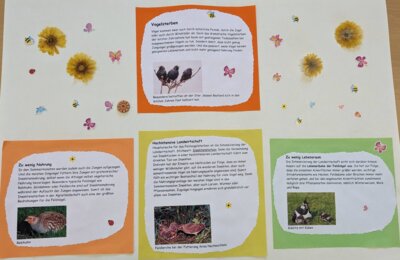 Foto des Albums: Projekttag 