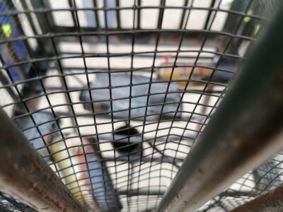 Foto des Albums: Kinderfeuerwehrtreffen - Fettbrand und Dosenexplosion