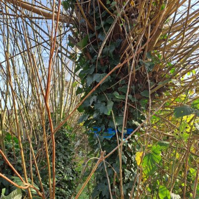 Foto des Albums: Erneuerung Weidentipi auf dem Spielplatz