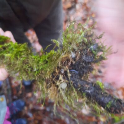 Foto des Albums: Tierspuren im Winter - ein Unterrichtsgang der Klasse 1b