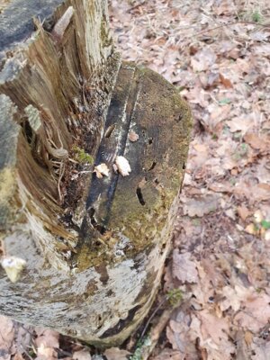 Foto des Albums: Tierspuren im Winter - ein Unterrichtsgang der Klasse 1a