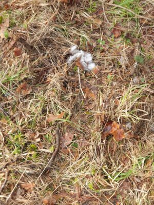Foto des Albums: Tierspuren im Winter - ein Unterrichtsgang der Klasse 1a