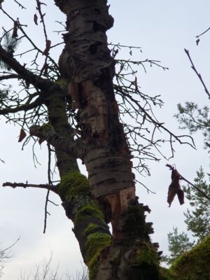 Foto des Albums: Tierspuren im Winter - ein Unterrichtsgang der Klasse 1a