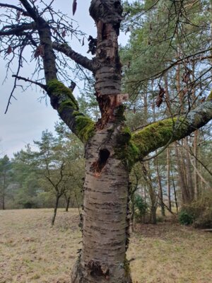Foto des Albums: Tierspuren im Winter - ein Unterrichtsgang der Klasse 1a