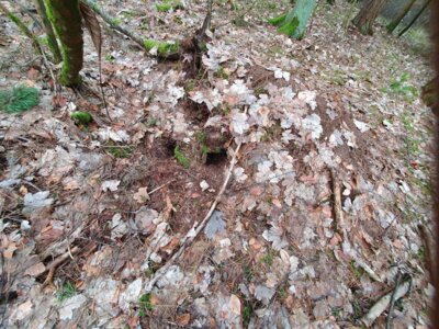 Foto des Albums: Tierspuren im Winter - ein Unterrichtsgang der Klasse 1a