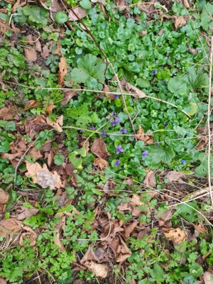 Foto des Albums: Im Wald gibt es viel zu entdecken