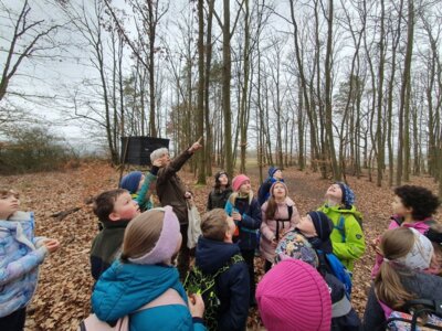 Foto des Albums: Im Wald gibt es viel zu entdecken