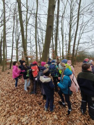 Foto des Albums: Im Wald gibt es viel zu entdecken