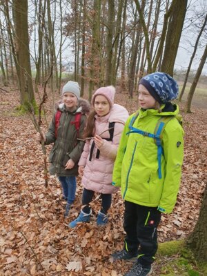 Foto des Albums: Im Wald gibt es viel zu entdecken