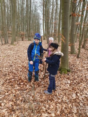 Foto des Albums: Im Wald gibt es viel zu entdecken