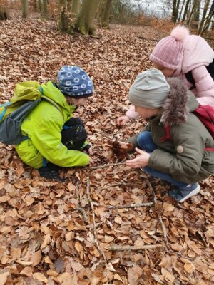 Foto des Albums: Im Wald gibt es viel zu entdecken