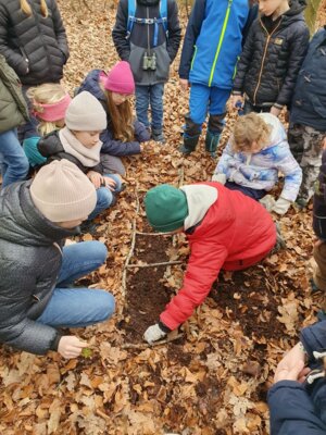 Foto des Albums: Im Wald gibt es viel zu entdecken