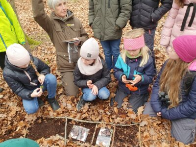 Foto des Albums: Im Wald gibt es viel zu entdecken