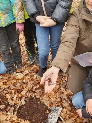 Foto des Albums: Im Wald gibt es viel zu entdecken