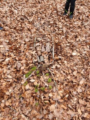Foto des Albums: Im Wald gibt es viel zu entdecken