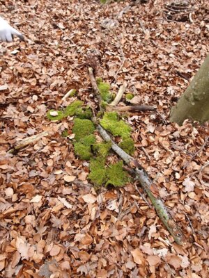 Foto des Albums: Im Wald gibt es viel zu entdecken