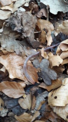 Foto des Albums: Im Wald gibt es viel zu entdecken